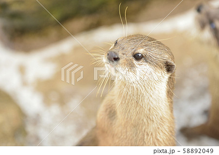カワウソ カワウソ 58892049