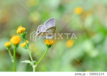 ウラナミシジミ 58892224
