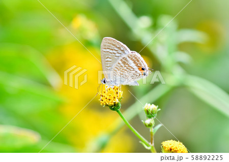 ウラナミシジミ ウラナミシジミ 58892225