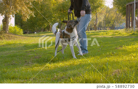 Man playing with the dog in the park 58892730