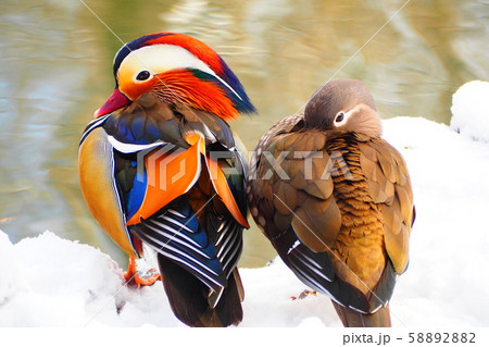 オシドリ 58892882