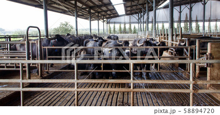 Buffalo breeding, Campania, Italy Buffalo breeding, Campania, Italy 58894720