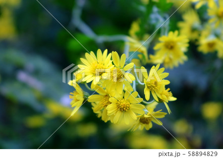 菊 国 サングクファ 58894829