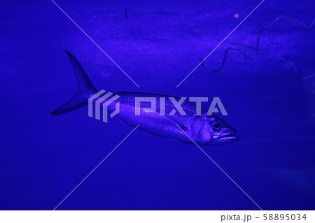 魚 魚 58895034