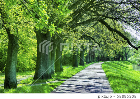 Beautiful beech canopy country road 58895508