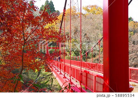赤い吊り橋と紅葉(泉自然公園/千葉県千葉市若葉区) 赤い吊り橋と紅葉(泉自然公園/千葉県千葉市若葉区) 58895534