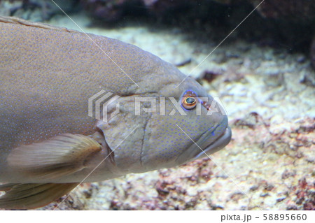 大きな魚 58895660