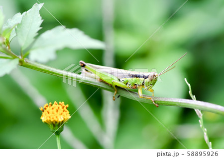 コバネイナゴ 58895926