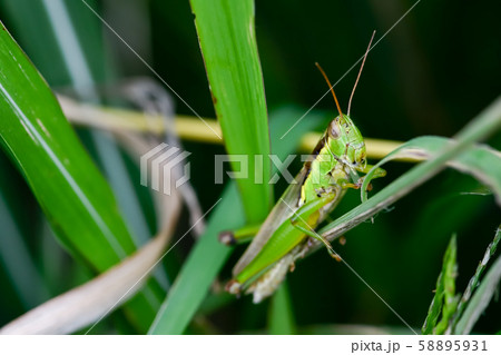 コバネイナゴ コバネイナゴ 58895931