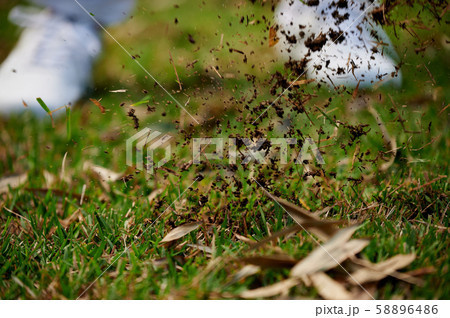 GOLF ターフ インパクト GOLF ターフ インパクト 58896486