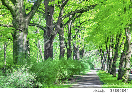 Beautiful beech canopy country road 58896844