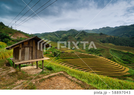 Close up of a small hut in terraced rice field in Close up of a small hut in terraced rice field in 58897043