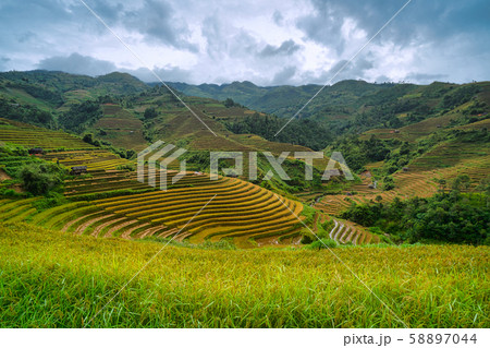 Terraced rice field in harvest season in Mu Cang Terraced rice field in harvest season in Mu Cang 58897044
