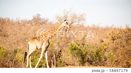 in south africa    wildlife   reserve and      58897179