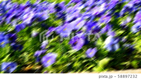 the flowers and garden the flowers and garden 58897232