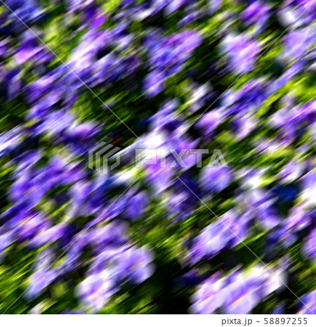 the flowers and garden the flowers and garden 58897255