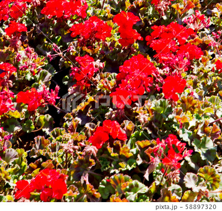 the flowers and   garden 58897320