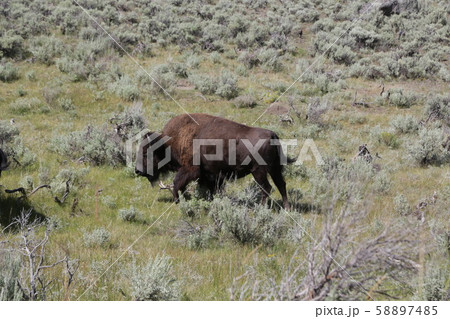 yellowstone national park wildlife buffalo yellowstone national park wildlife buffalo 58897485