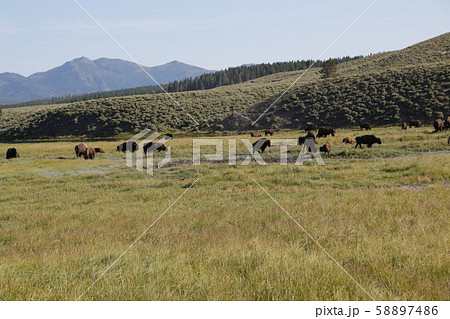 yellowstone national park wildlife buffalo yellowstone national park wildlife buffalo 58897486