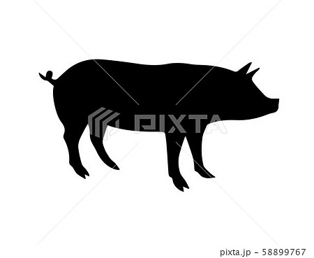 Vector black pig silhouette isolated on white 58899767