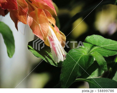 コエビソウ Justicia brandegeeana コエビソウ Justicia brandegeeana 58899786