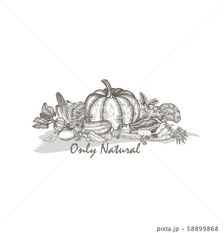 The composition of natural vegetables. Graphic vector hand drawing. 58899868
