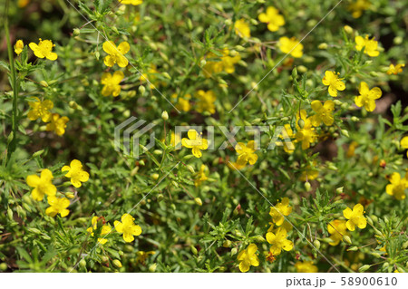 スコパリア・リトルチュチュ黄花の花と蕾 58900610