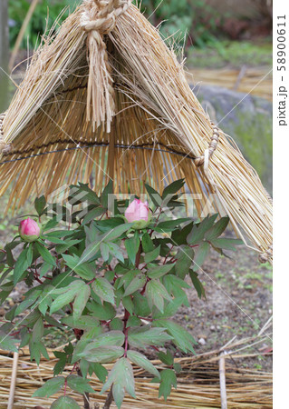 八千代椿・ボタンの蕾とワラボッチ 58900611