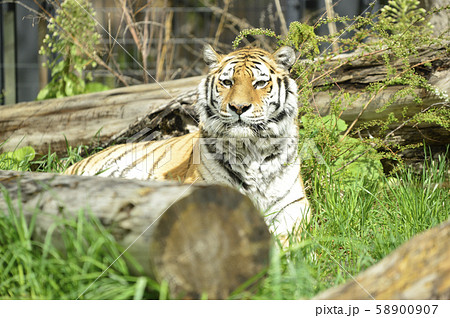 【トラ、虎】アムールトラ 58900907