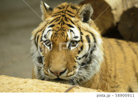 【トラ、虎】アムールトラ 58900911