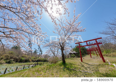 由利本荘市 菖蒲公園の桜01 由利本荘市 菖蒲公園の桜01 58900970