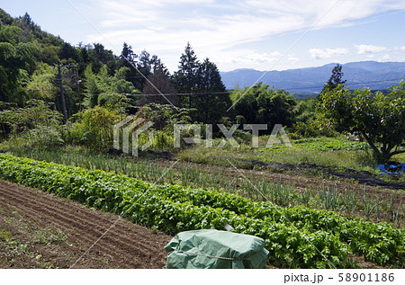 長野県飯田市上久堅　自然 58901186