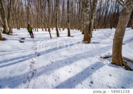 大山 スノーシュー　雪 ブナ 58901238