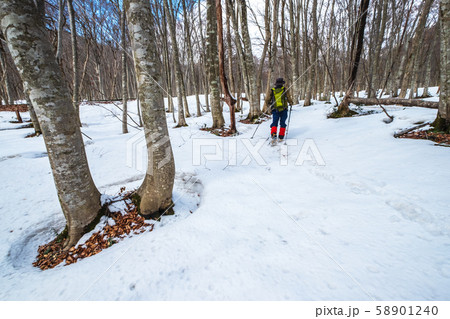 スノーシュー　大山 トレッキング　雪 ブナ 58901240