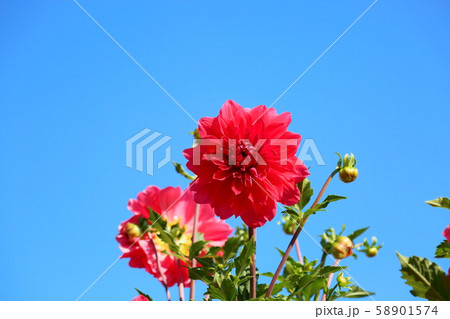 ダリアの花 ダリアの花 58901574