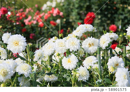 ダリアの花 ダリアの花 58901575