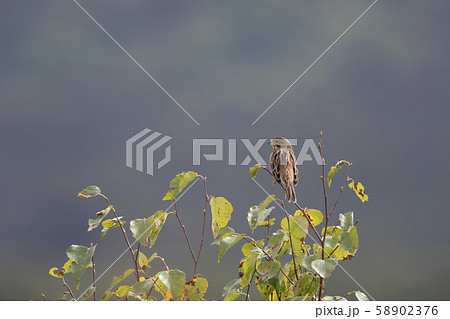 ホオアカ 58902376