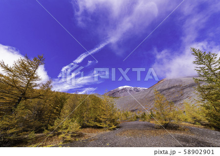 (静岡県)富士山・初冠雪 御殿庭の落葉松 (静岡県)富士山・初冠雪 御殿庭の落葉松 58902901