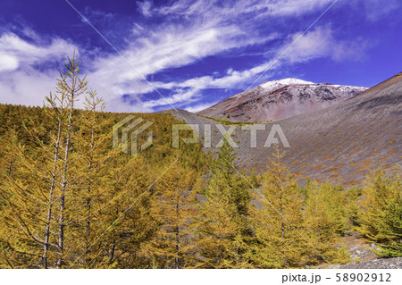 (静岡県)富士山・初冠雪 御殿庭の落葉松 (静岡県)富士山・初冠雪 御殿庭の落葉松 58902912