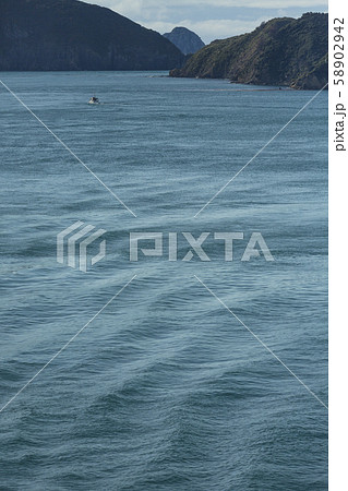 ニュージーランド　ピクトン行きのフェリーから見えるウェスト・ヘッド 58902942