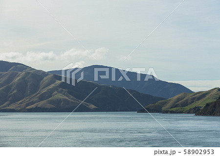 ニュージーランド　ピクトン行きのフェリーから見えるアラパワ島 58902953