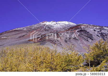 （静岡県）富士山・初冠雪　宝永遊歩道の落葉松 58903013