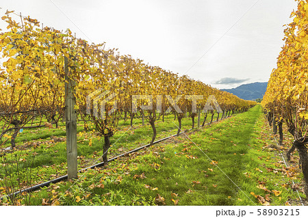 ニュージーランド　ブレナム　ワイナリー 58903215