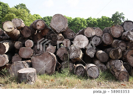 アマゾン産のマホガニー 58903353