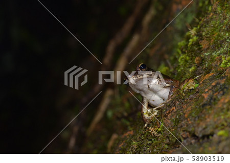 アマミハナサキガエル 58903519