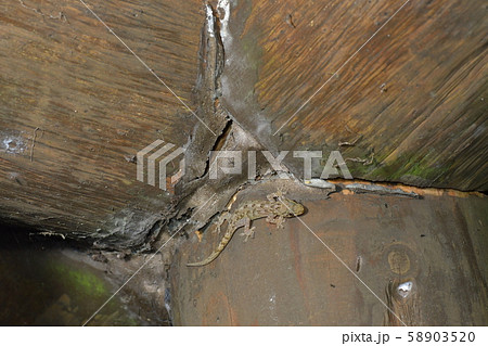 ミナミヤモリ 58903520