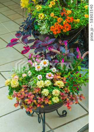玄関先の色とりどりの花の寄せ植えの写真素材
