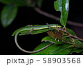 アオカナヘビ 58903568