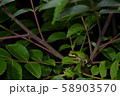 アマガエル 58903570