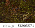 アマミハナサキガエル 58903571